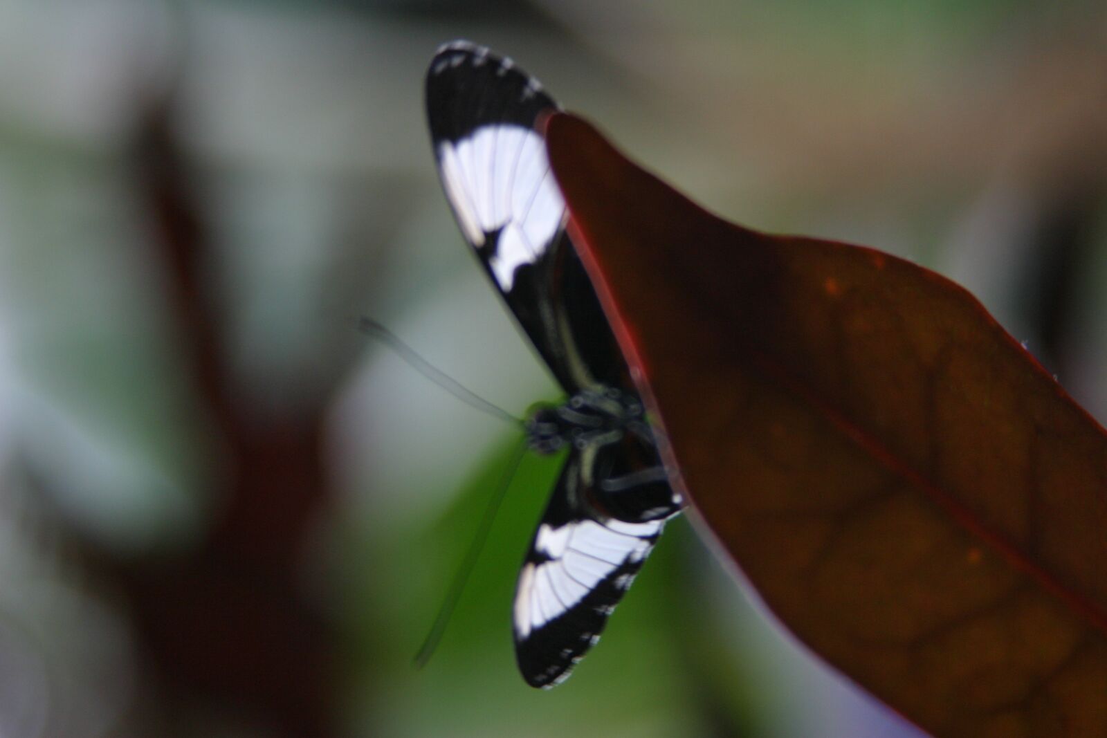 Canon EOS 10D sample photo. Butterfly, nature, insect photography