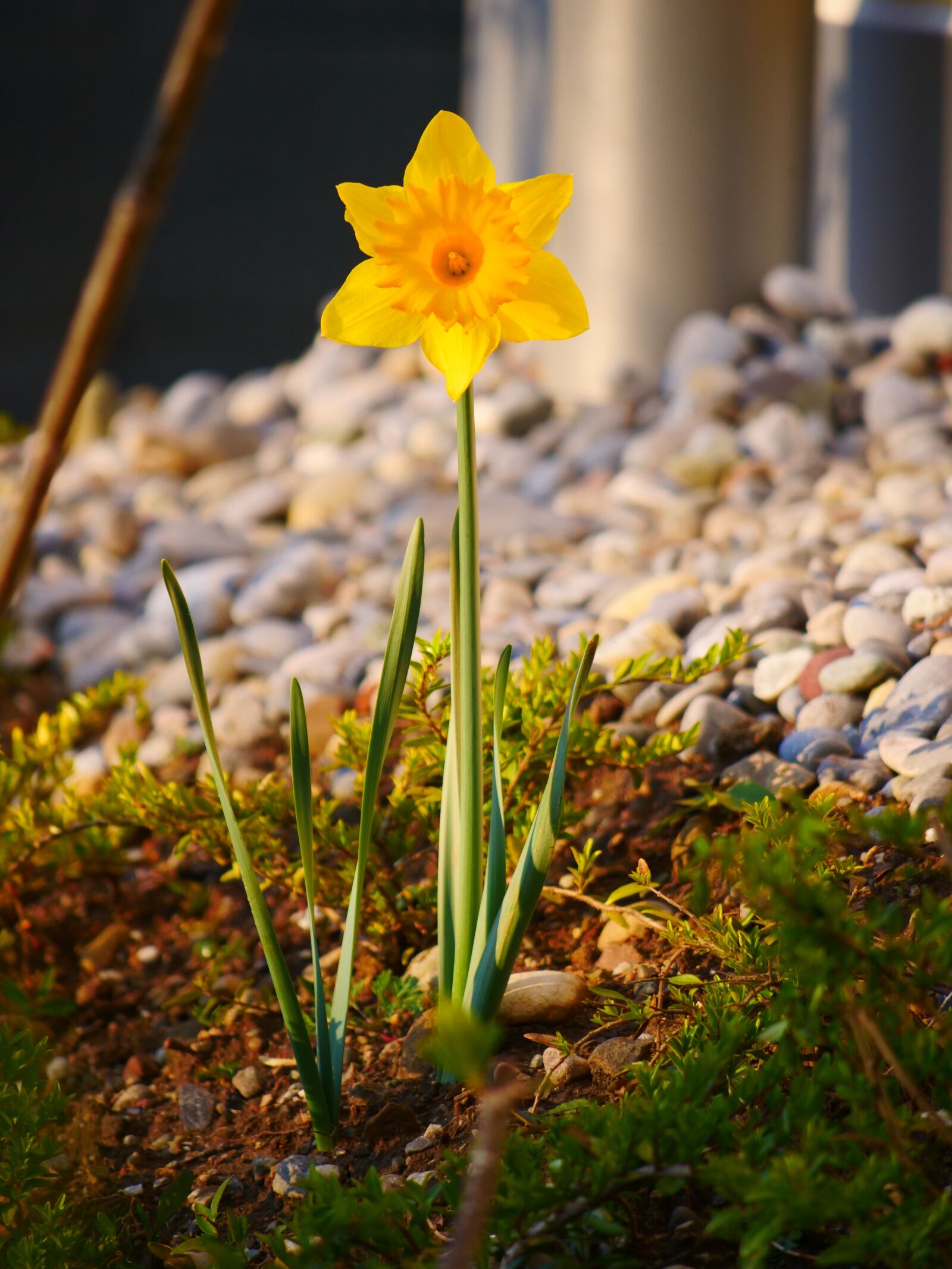Panasonic Lumix DC-GH5 sample photo. Daffodil, flower, daffodils photography
