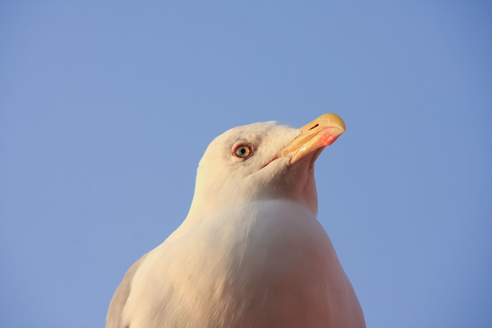 Canon EOS 40D sample photo. Nature, bird, sky photography