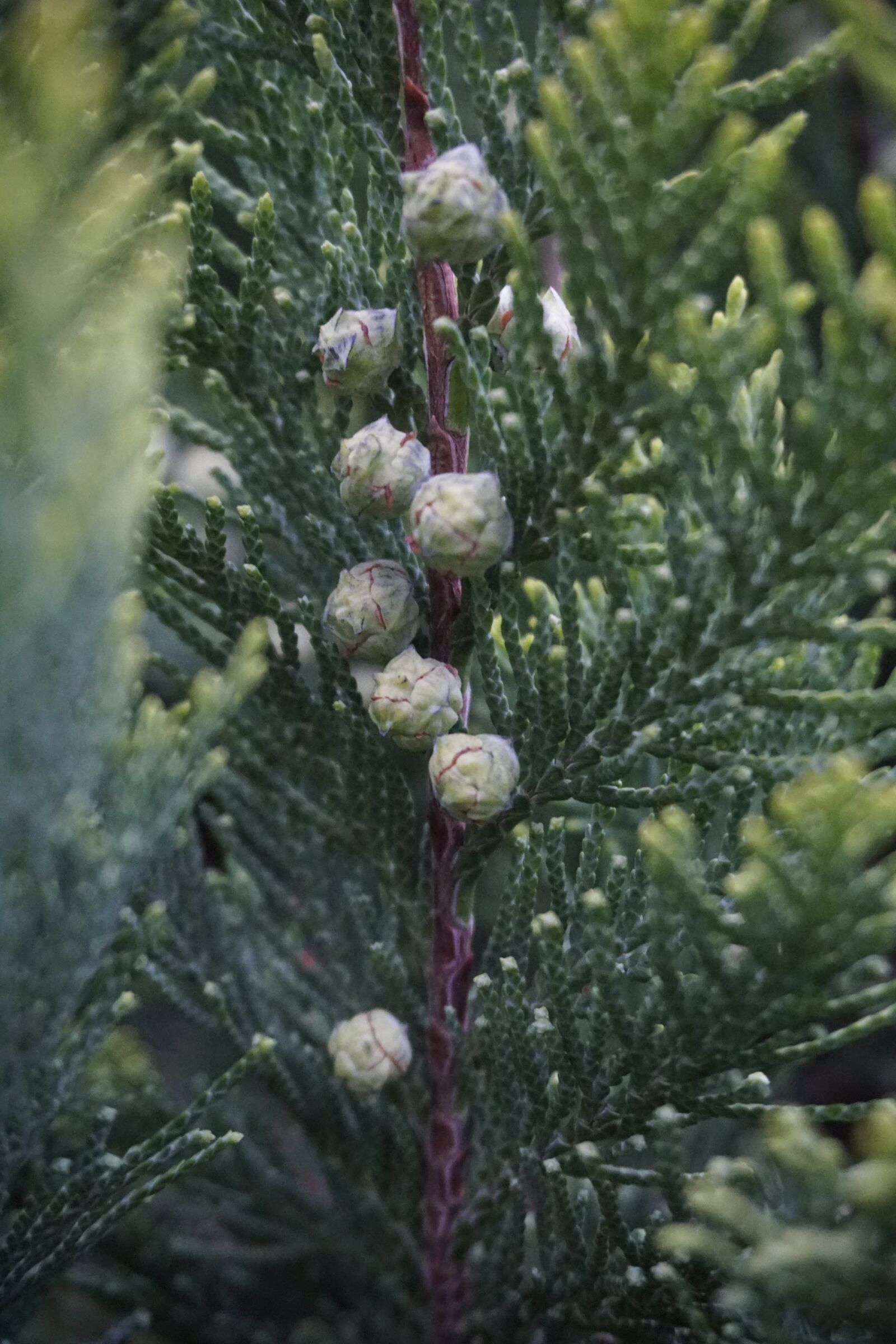 Sony a6300 sample photo. Plant, green, cones photography