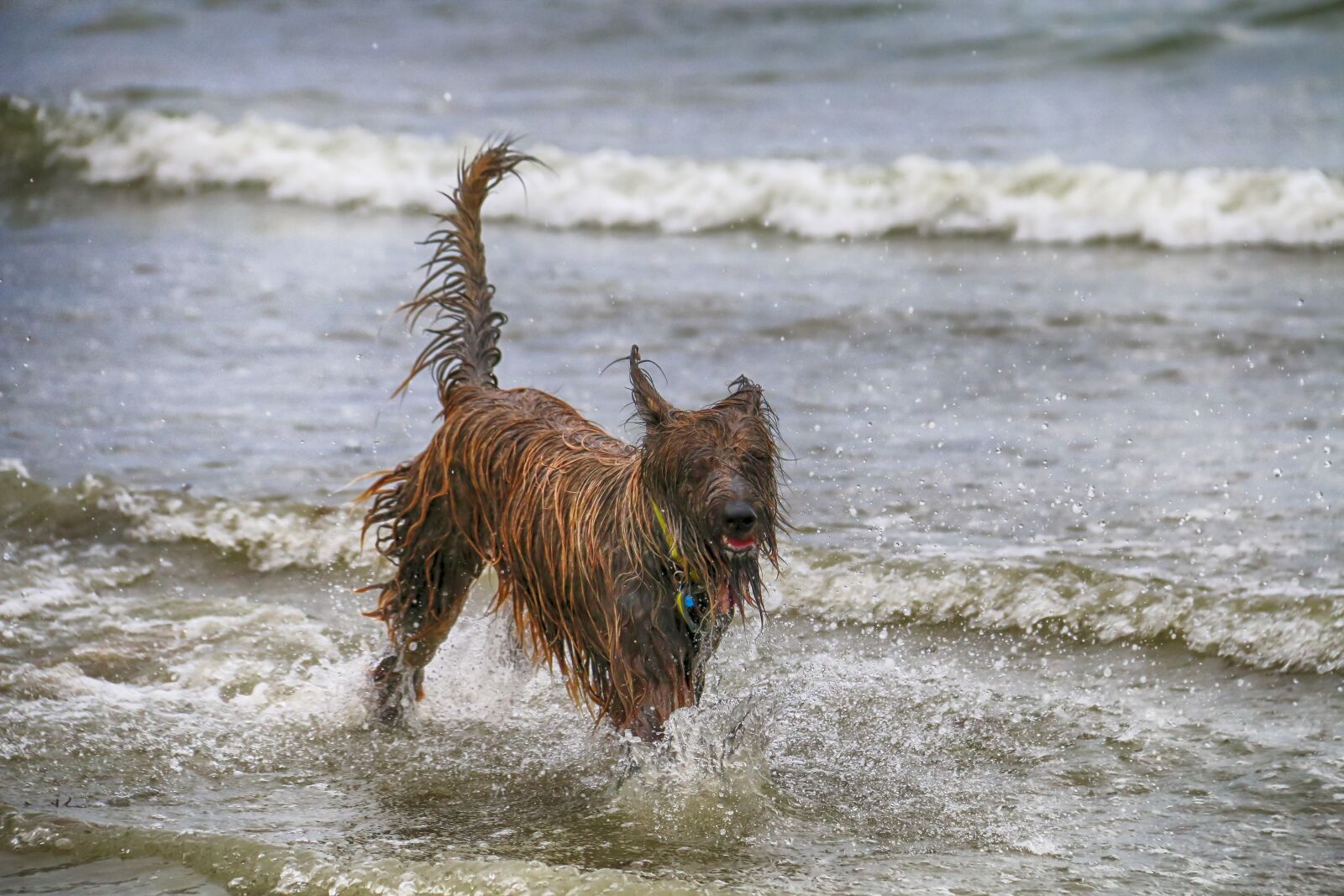 Canon EOS 70D sample photo. Dog, bathing, sea photography