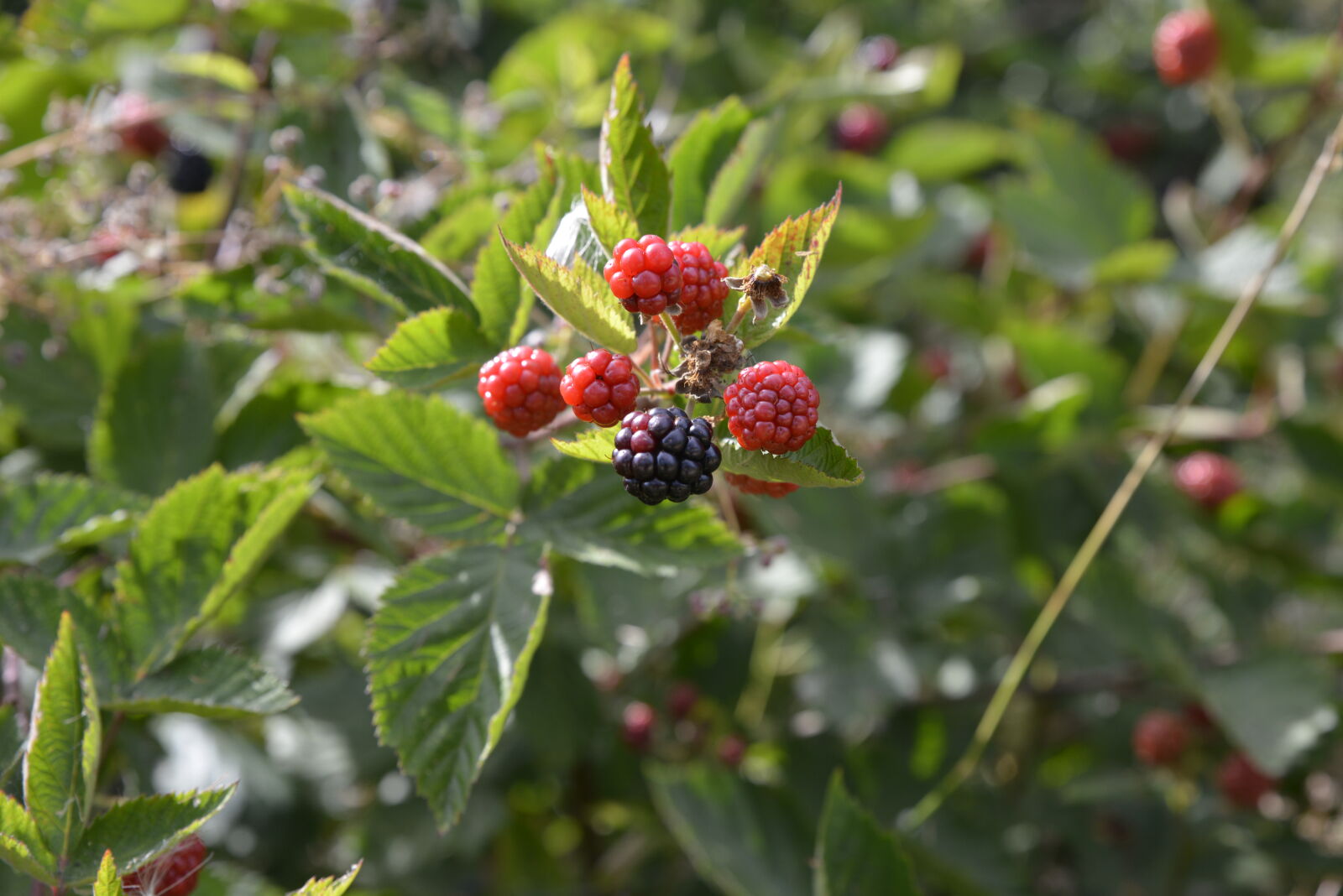 Nikon D800 sample photo