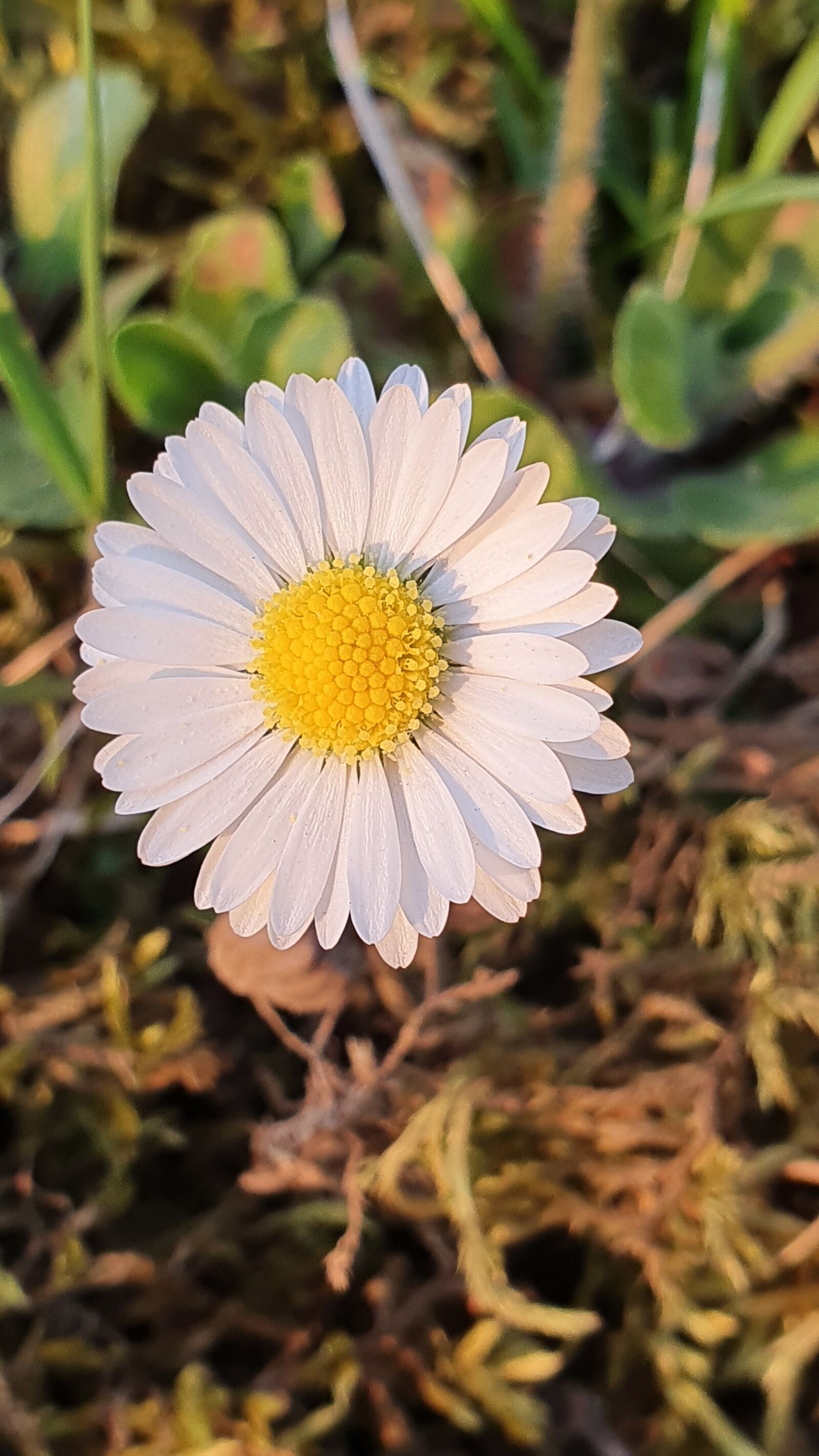 Samsung Galaxy S10+ sample photo. Daisy, blossom, bloom photography