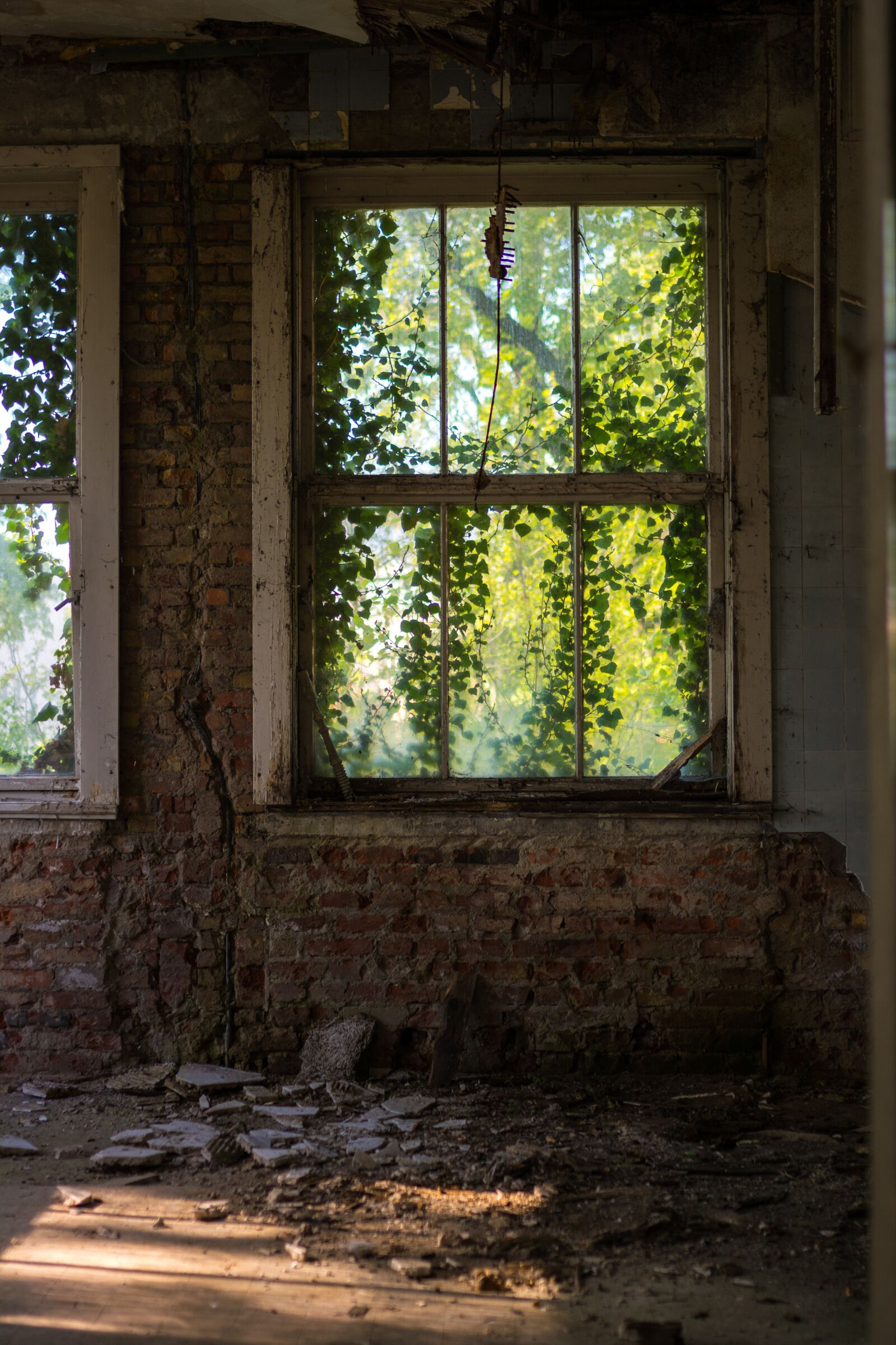 Nikon D5200 sample photo. Window, overgrown, abandoned photography