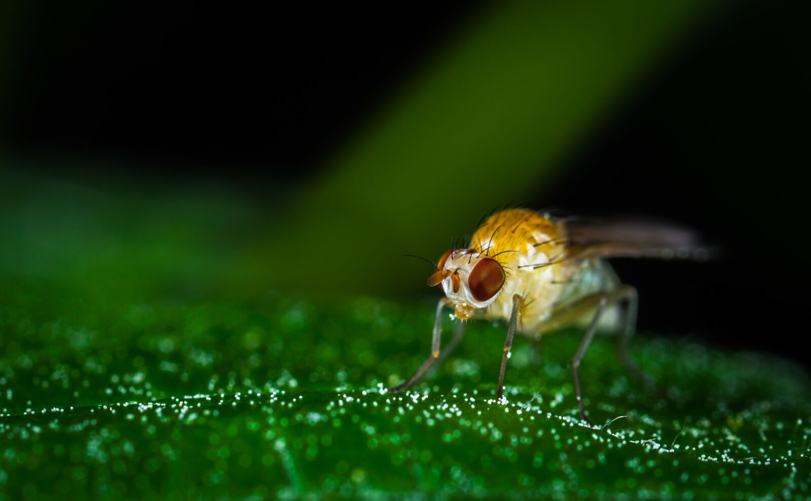 Canon MP-E 65mm F2.5 1-5x Macro Photo sample photo. Animals, insect, nature photography