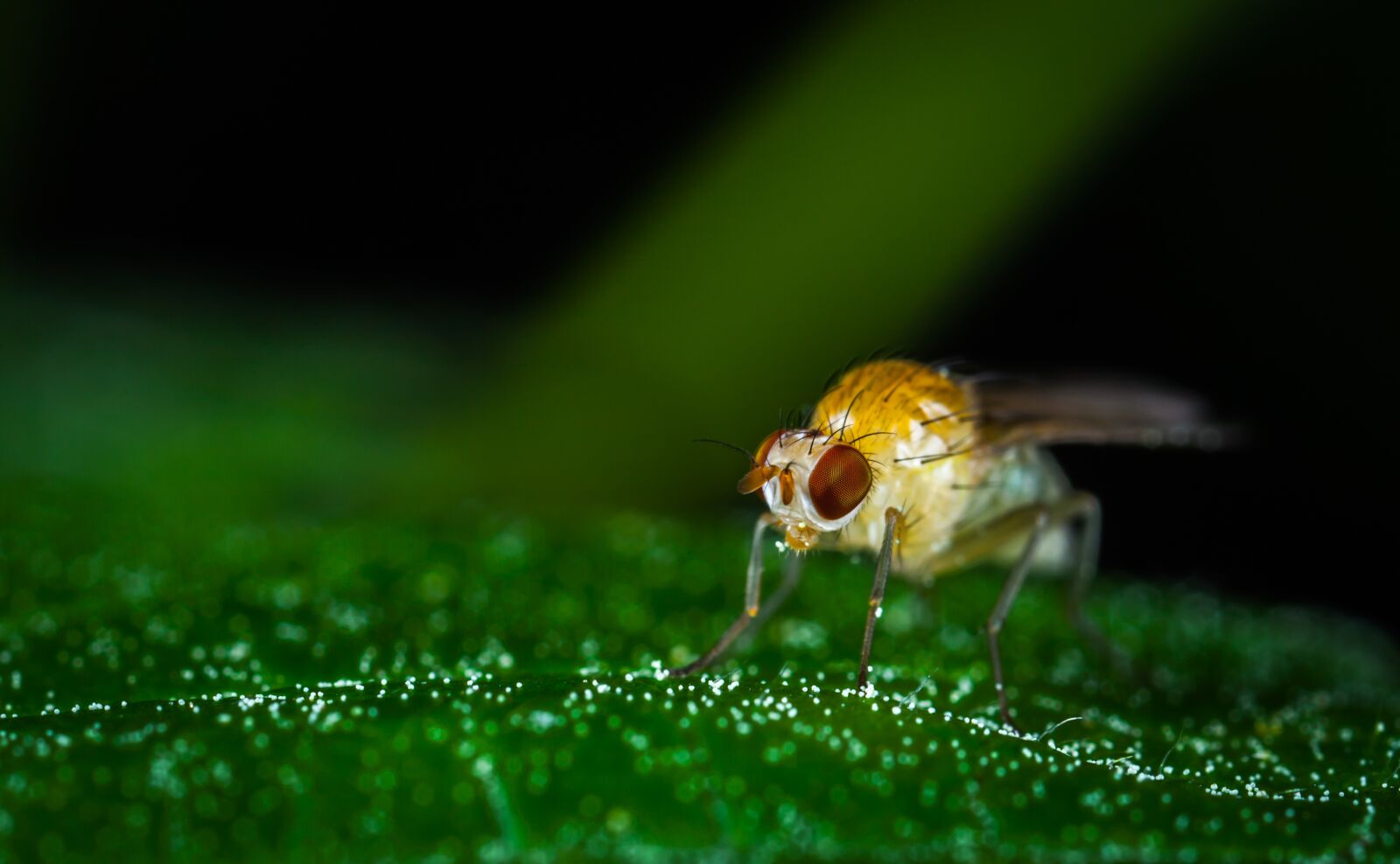 Canon EOS 5D Mark II + Canon MP-E 65mm F2.5 1-5x Macro Photo sample photo. Animals, insect, nature photography