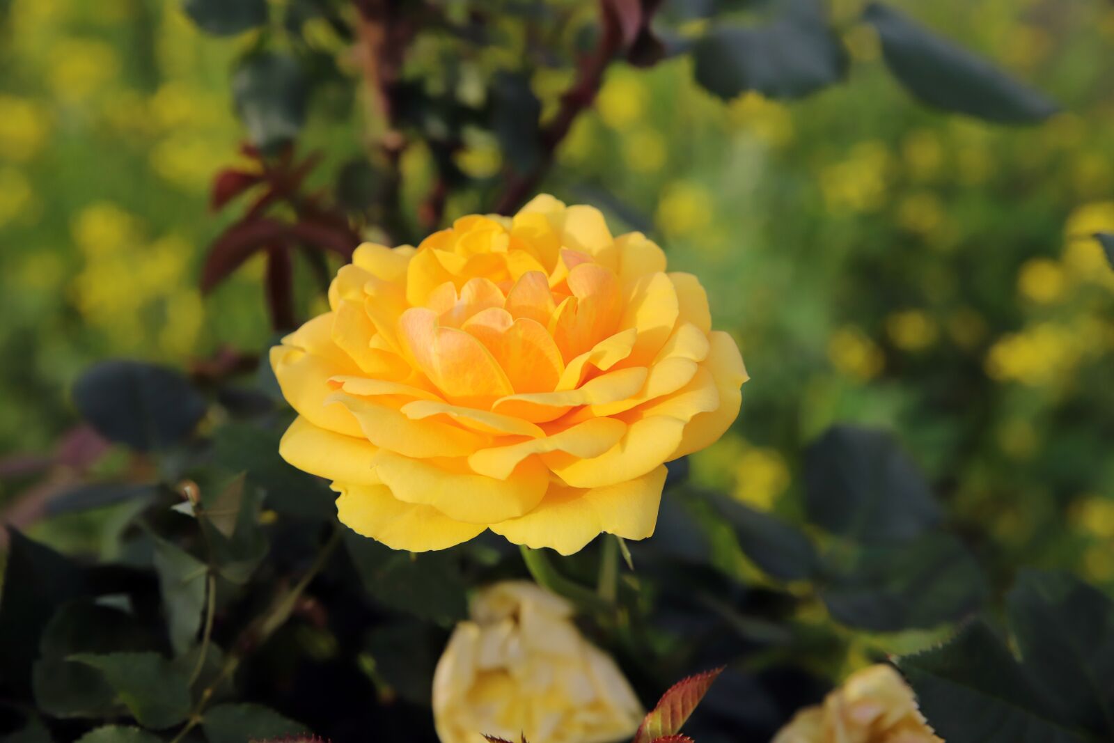 Canon EOS 6D Mark II sample photo. Rose, petal, flowers photography