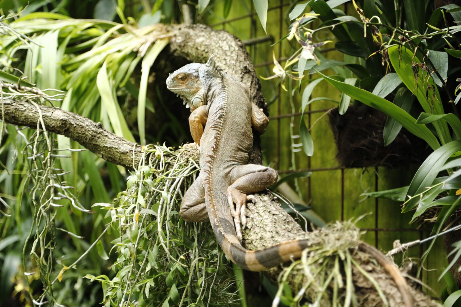 Canon EOS 5D Mark IV sample photo. Animal, iguana, zoo photography