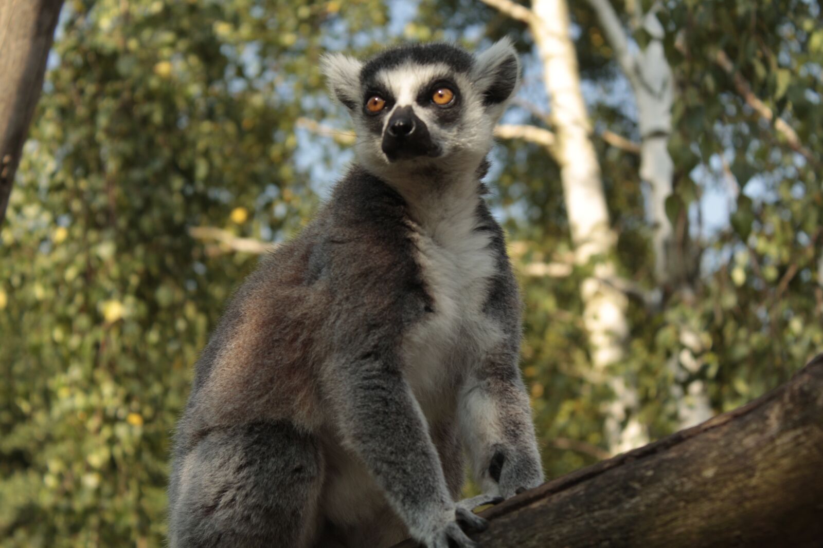 Canon EOS 1300D (EOS Rebel T6 / EOS Kiss X80) sample photo. Lemur, tree, wild photography