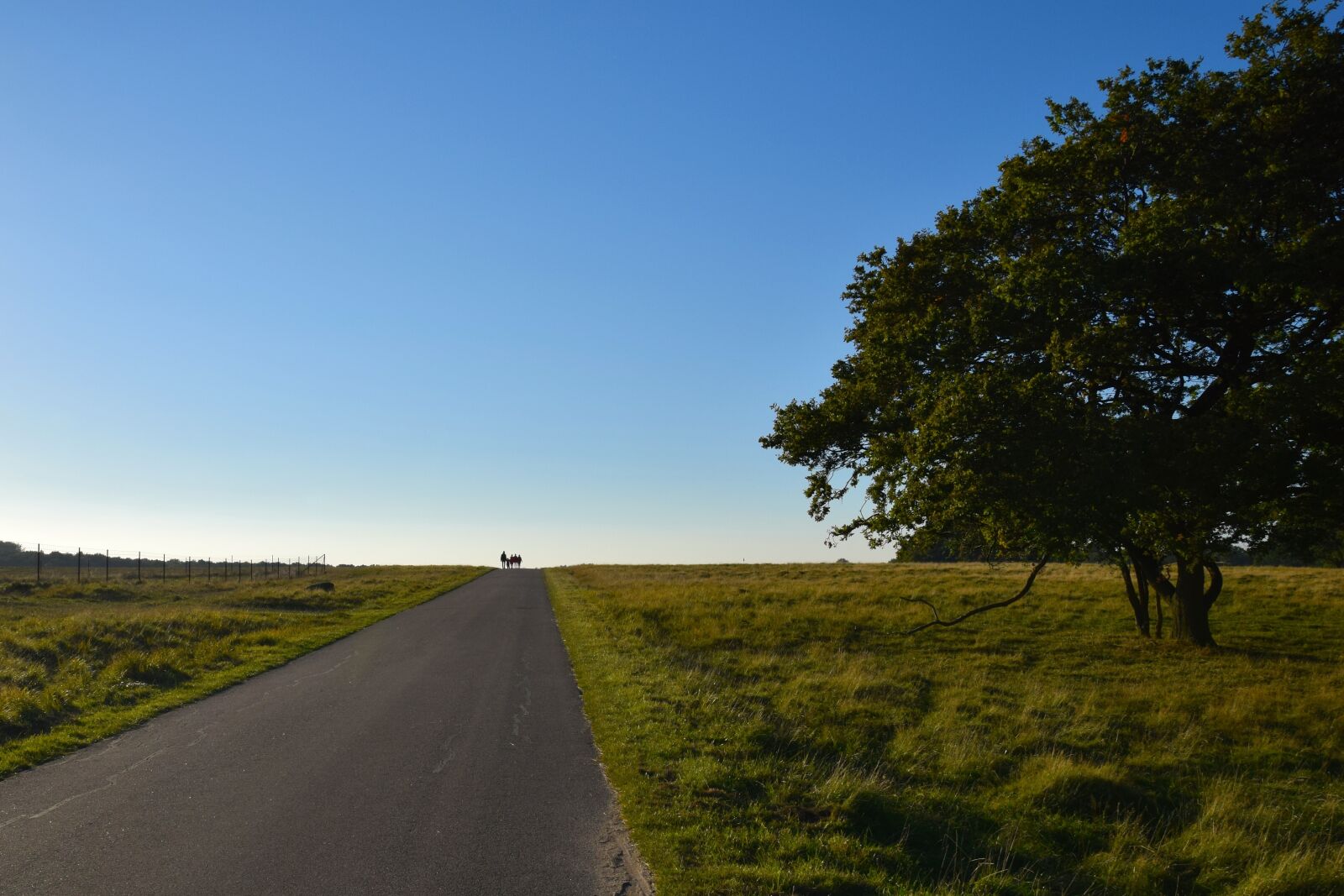 Nikon D3300 sample photo. Open sky, landscape, tree photography