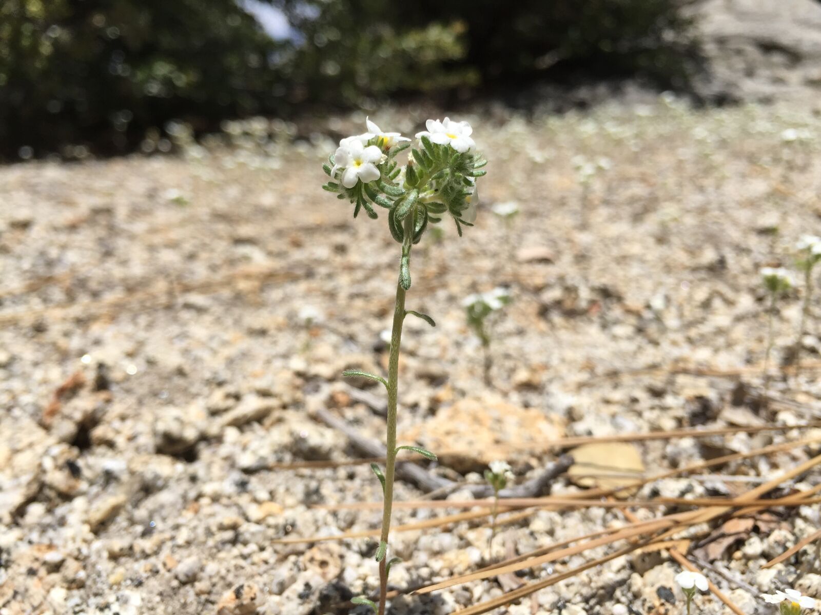 iPhone 6 back camera 4.15mm f/2.2 sample photo