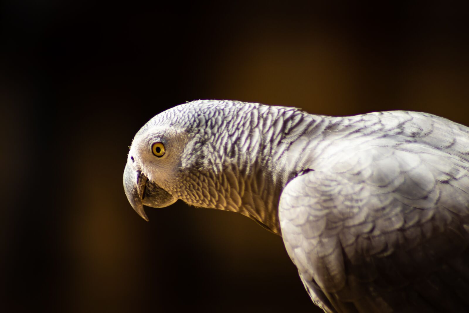 Tamron AF 70-300mm F4-5.6 Di LD Macro sample photo. Parrot, bird, animals photography