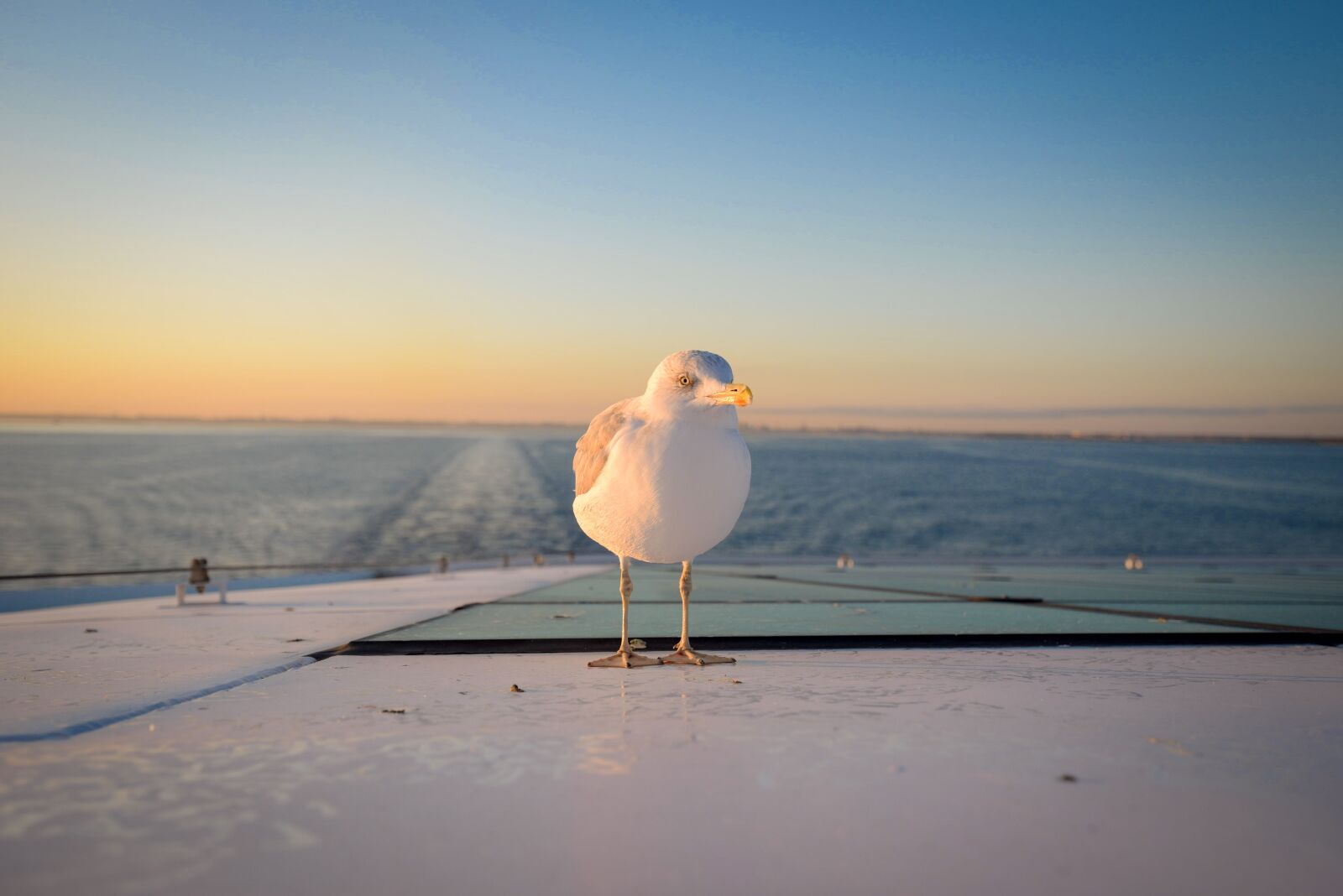 Nikon D750 sample photo. Seagull, bird, sea photography
