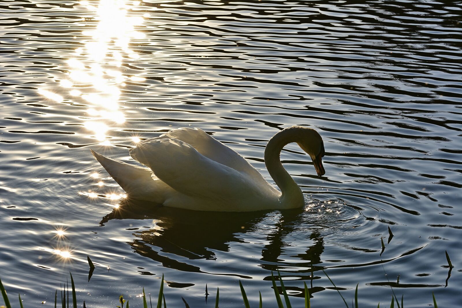 Nikon D5200 sample photo. Nature, park lake, swan photography