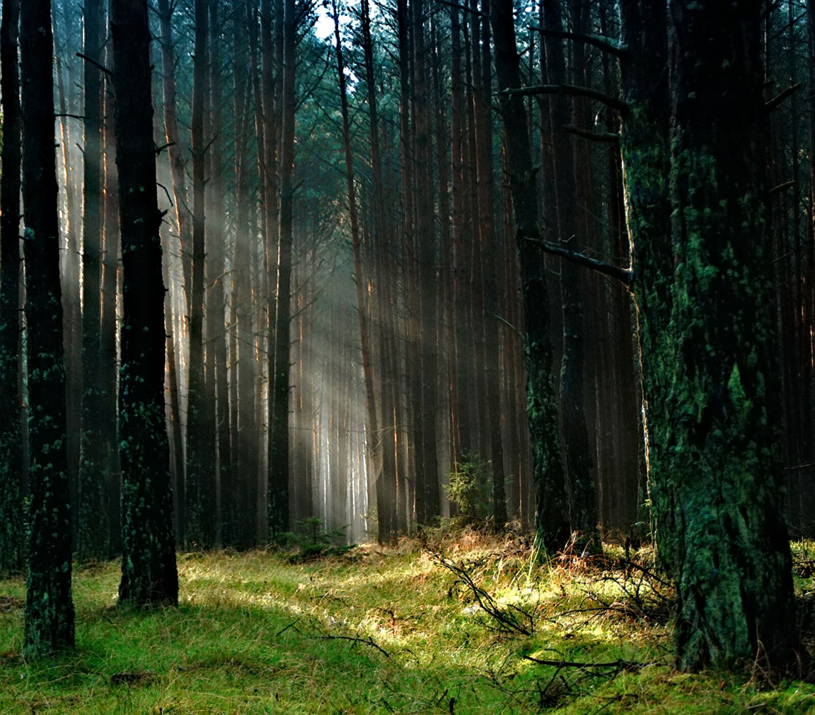 Nikon D80 sample photo. Forest, the sun, morning photography