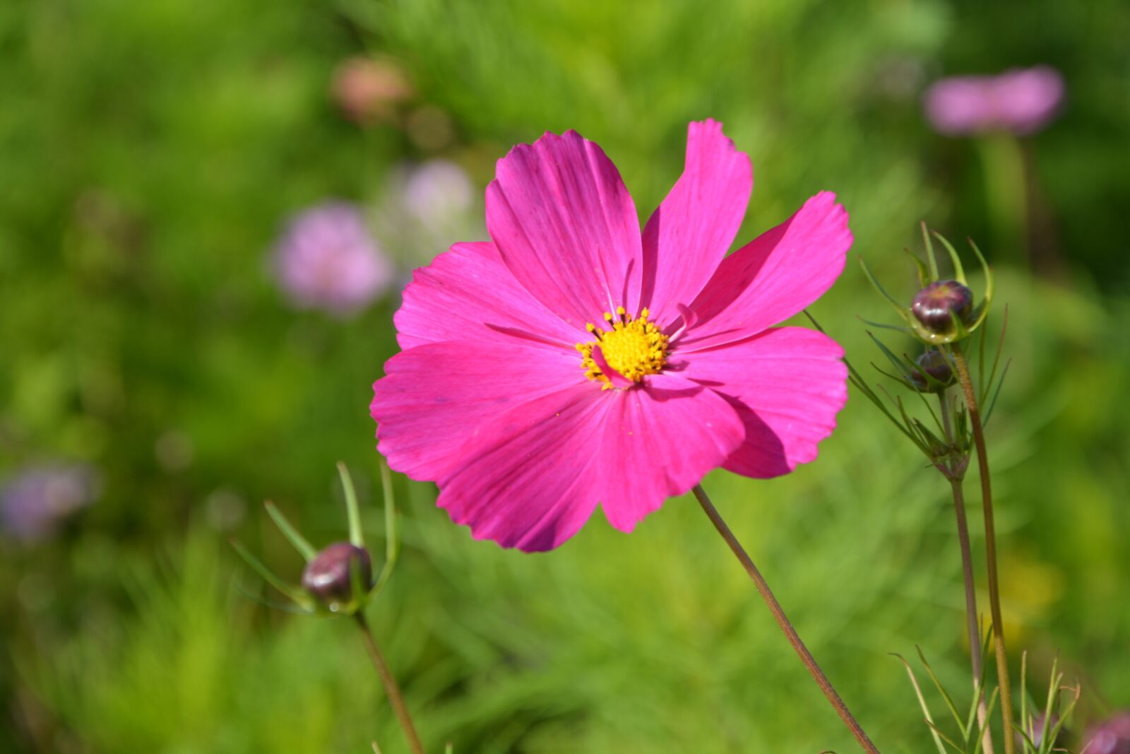 Nikon D5200 sample photo. Flower, pink flower fuschia photography