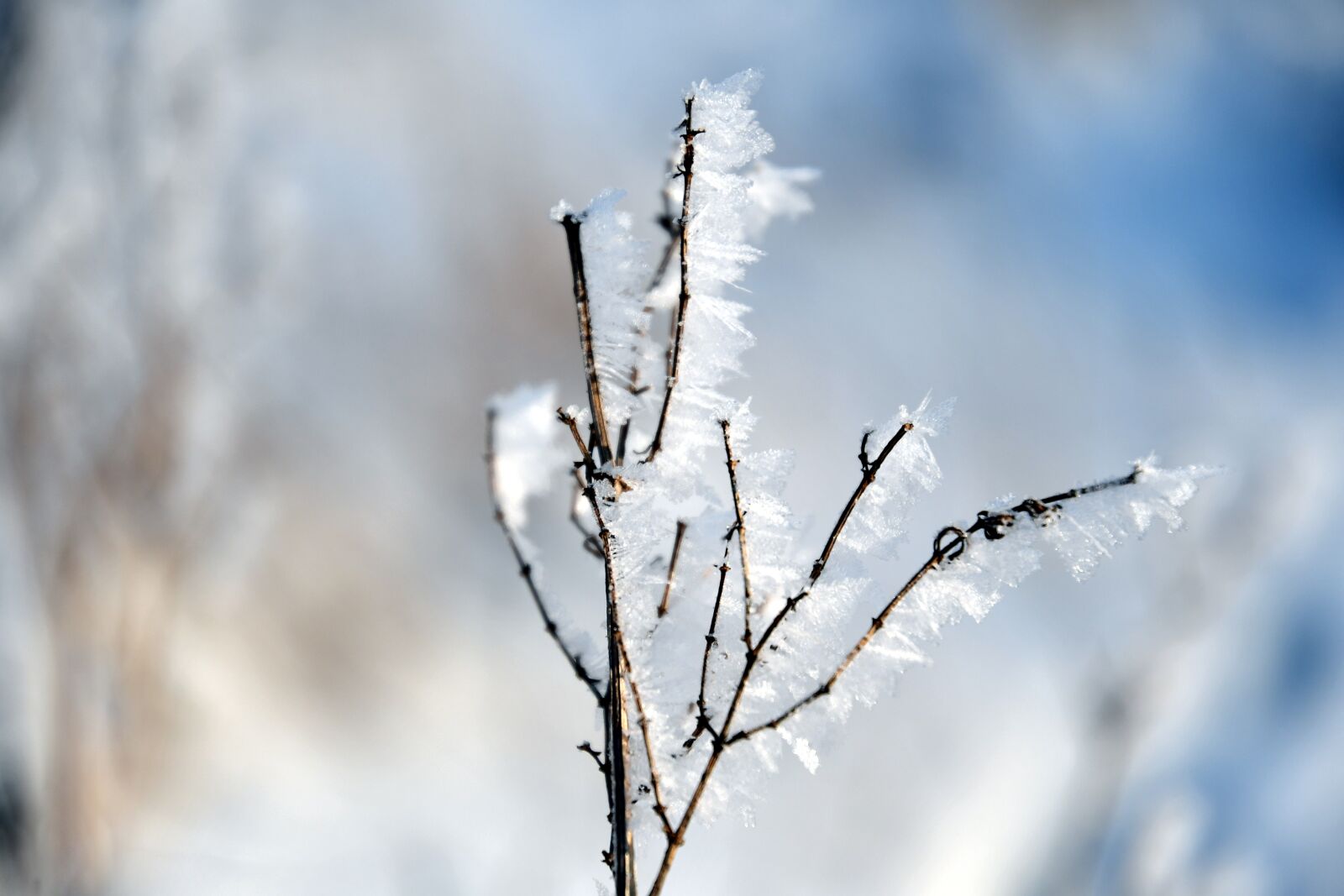 Nikon D500 sample photo. Winter, ice, cold photography