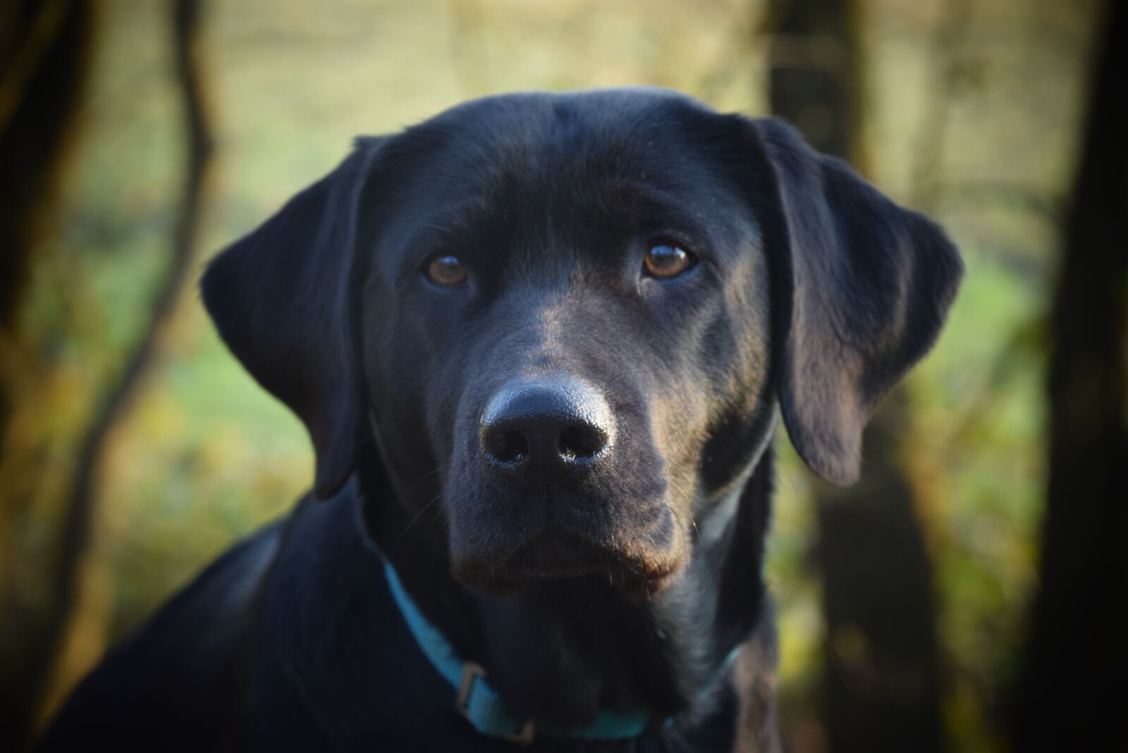 Nikon D3300 sample photo. Dog, canine, pet photography