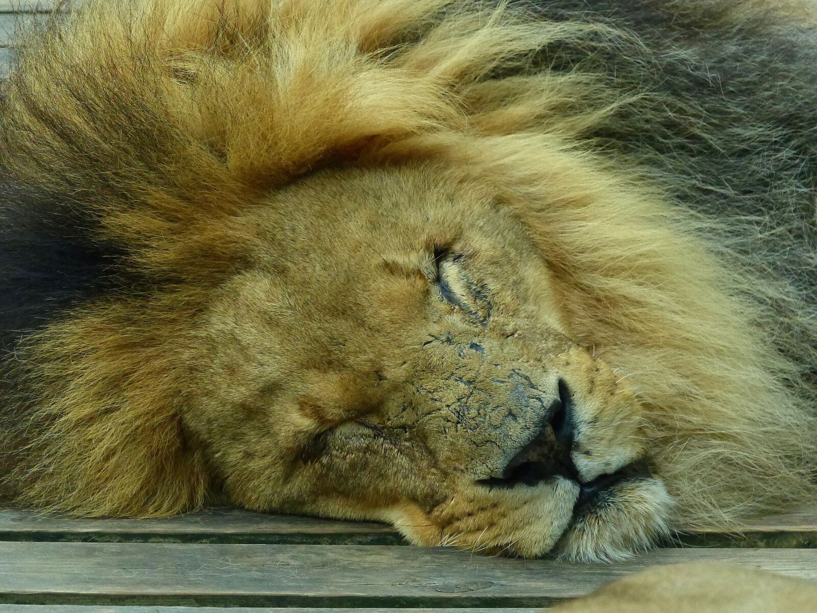 Panasonic Lumix DMC-FZ200 sample photo. Lion, wildlife, africa photography