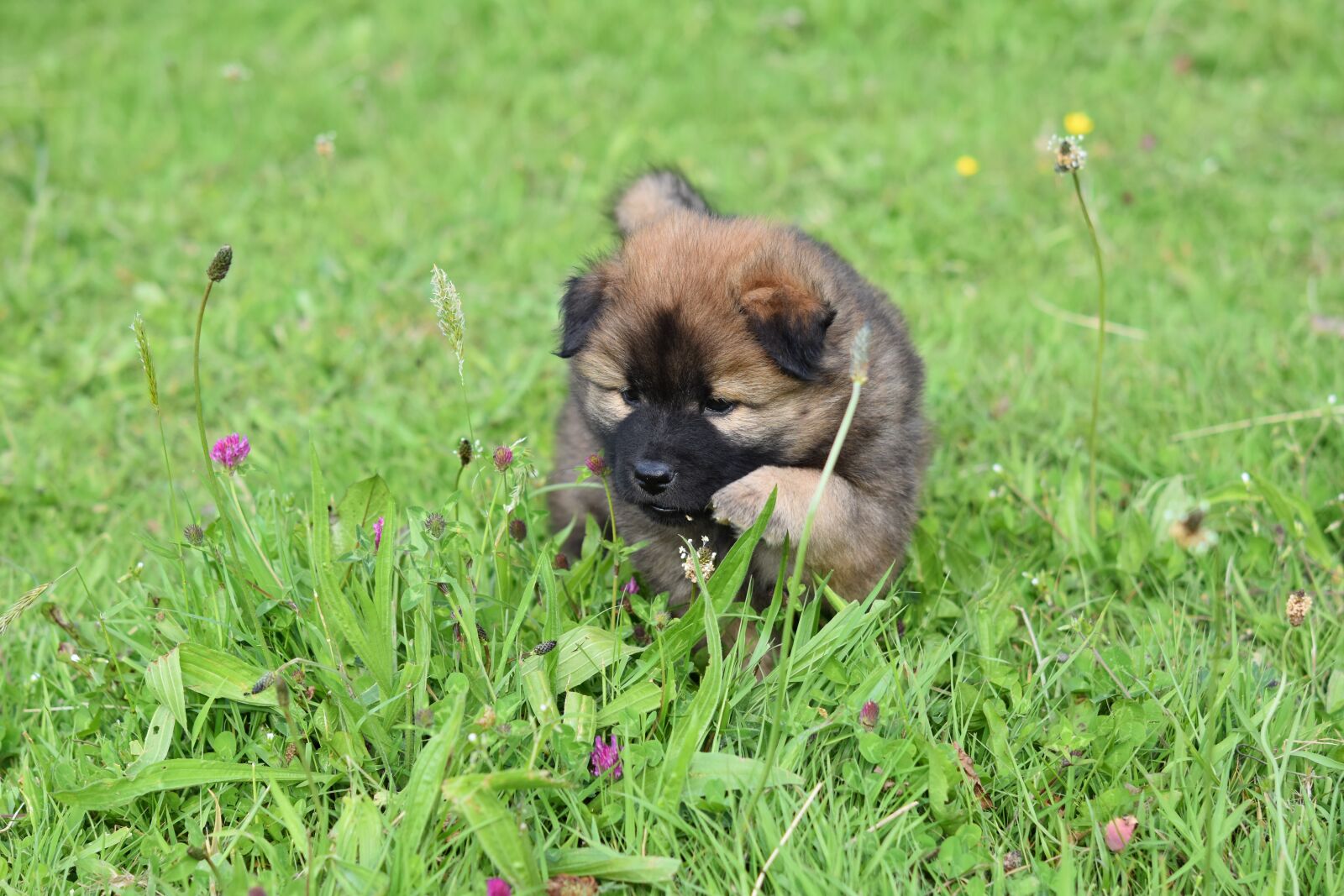 Nikon D5600 sample photo. Dog, puppy, eurasier photography