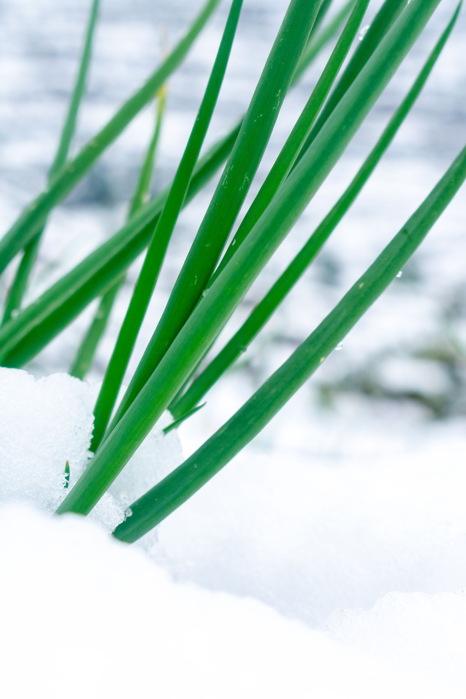 Nikon D3400 sample photo. Snow, shallot, chives photography