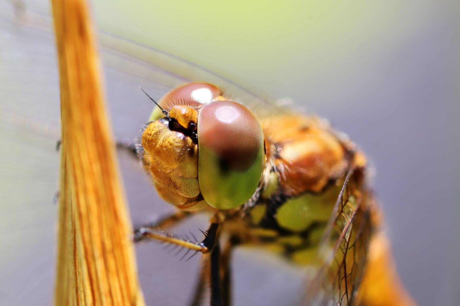 Tamron SP 90mm F2.8 Di VC USD 1:1 Macro sample photo. Dragonfly, insect, nature photography