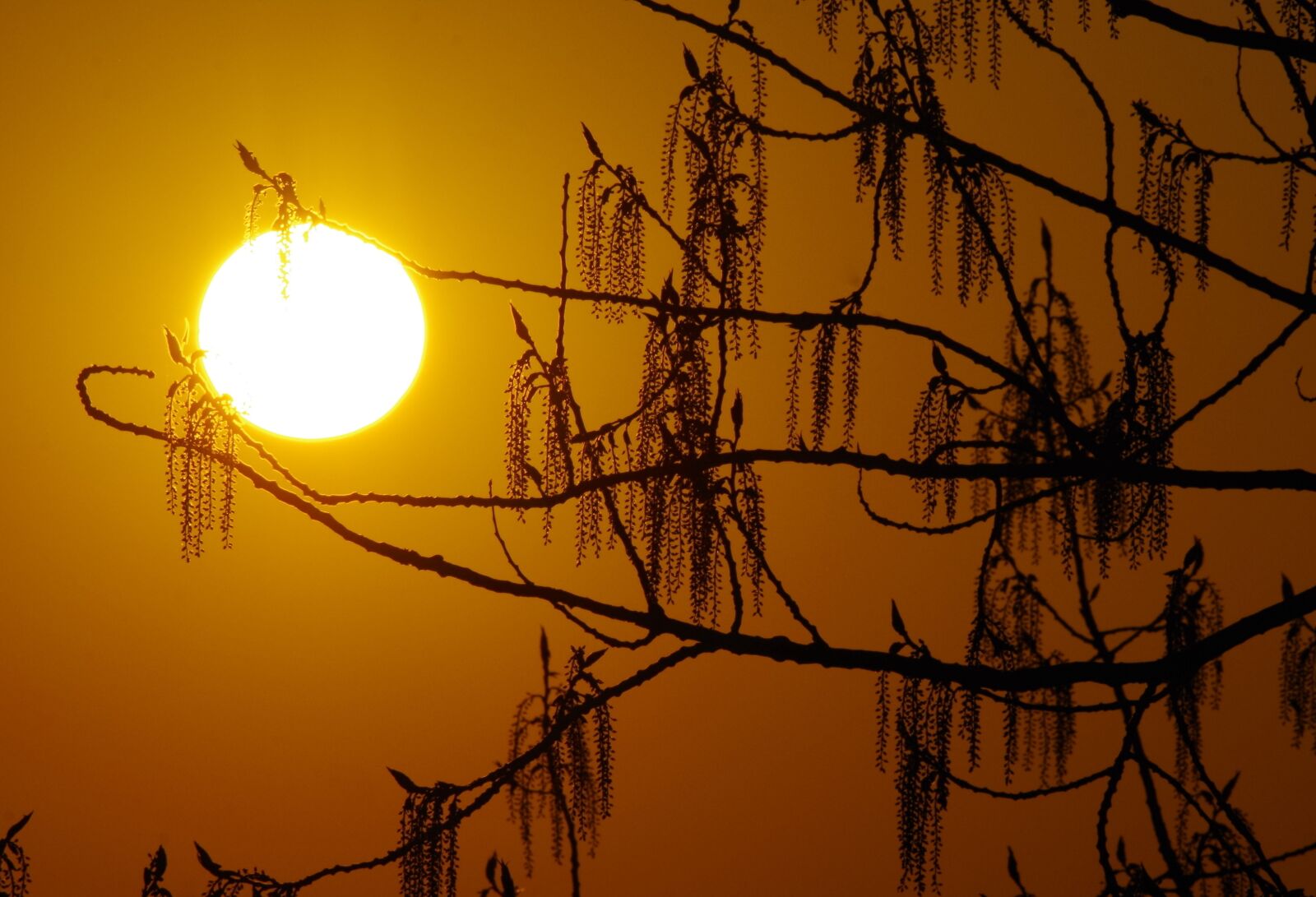 Pentax K-30 sample photo. Sun, light, tree photography