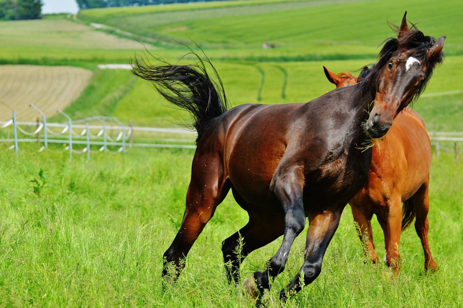 Nikon D3200 sample photo. Horses, for two, coupling photography