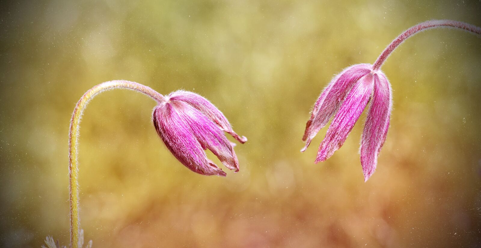 Nikon D750 sample photo. Common pasque flower, pulsatilla photography