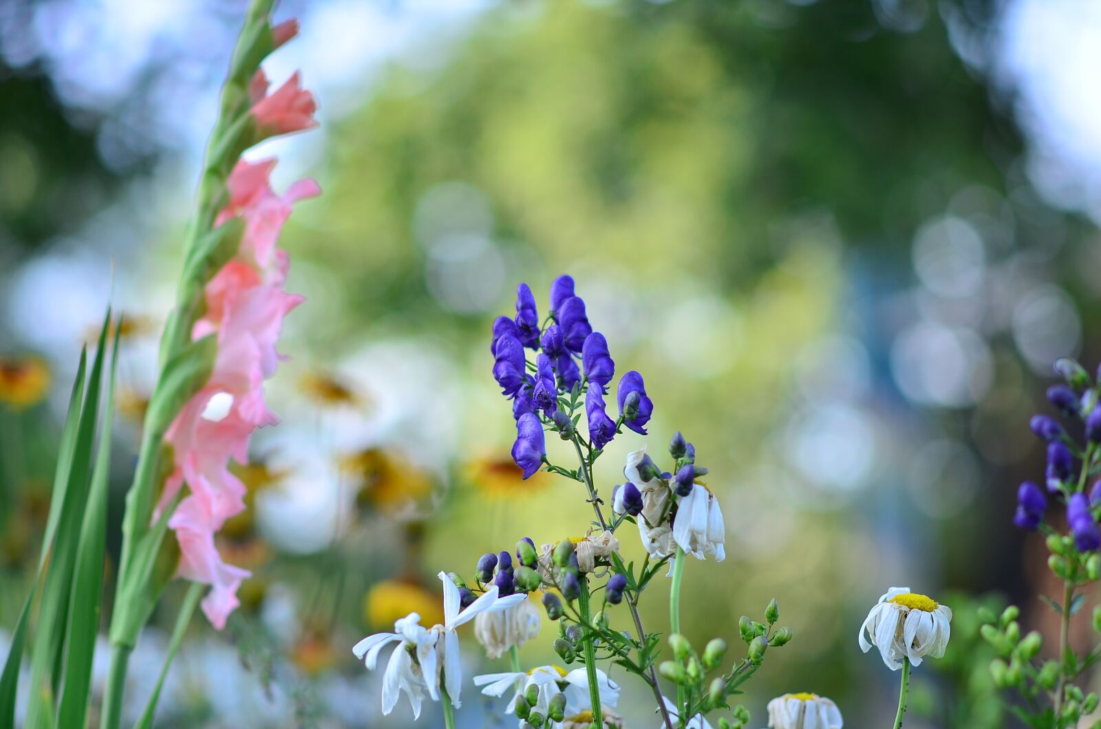 Nikon D5100 sample photo. Summer, flowers, gladiolus photography