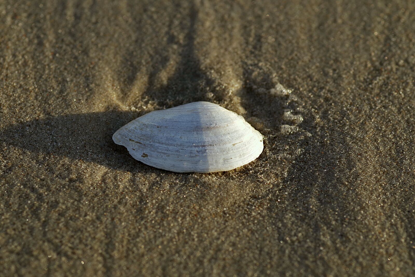 Pentax K-S2 sample photo. Mussels, seashell, white photography