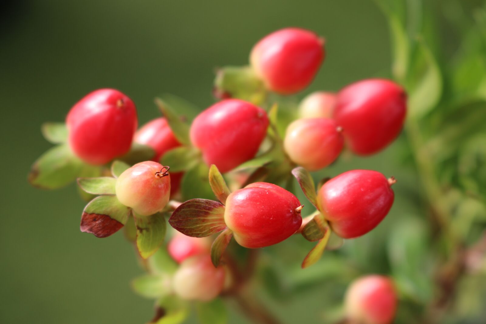 Canon EOS 70D sample photo. Decor, flower, nature photography