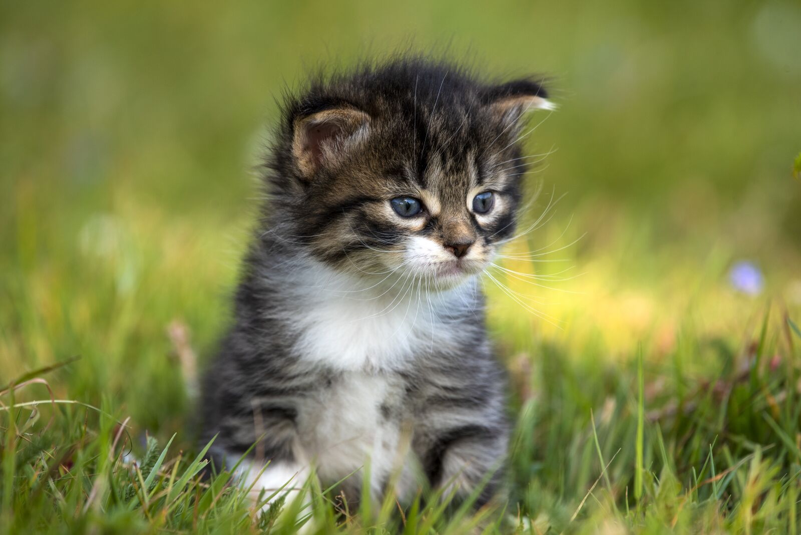 Nikon D750 sample photo. Kitten, fur, striped photography