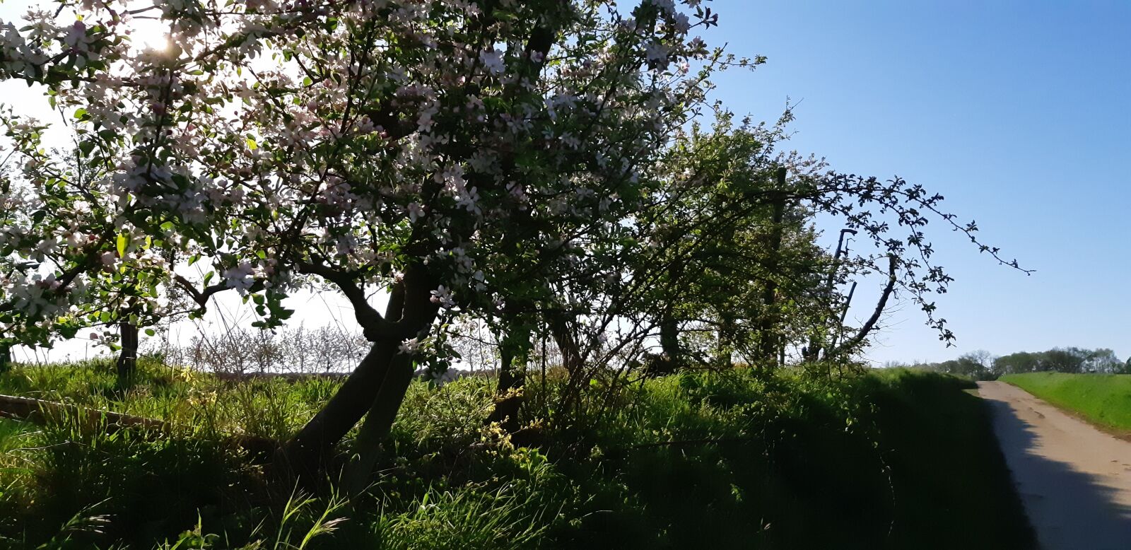 Samsung Galaxy A8(2018) sample photo. Trees, road, nature photography
