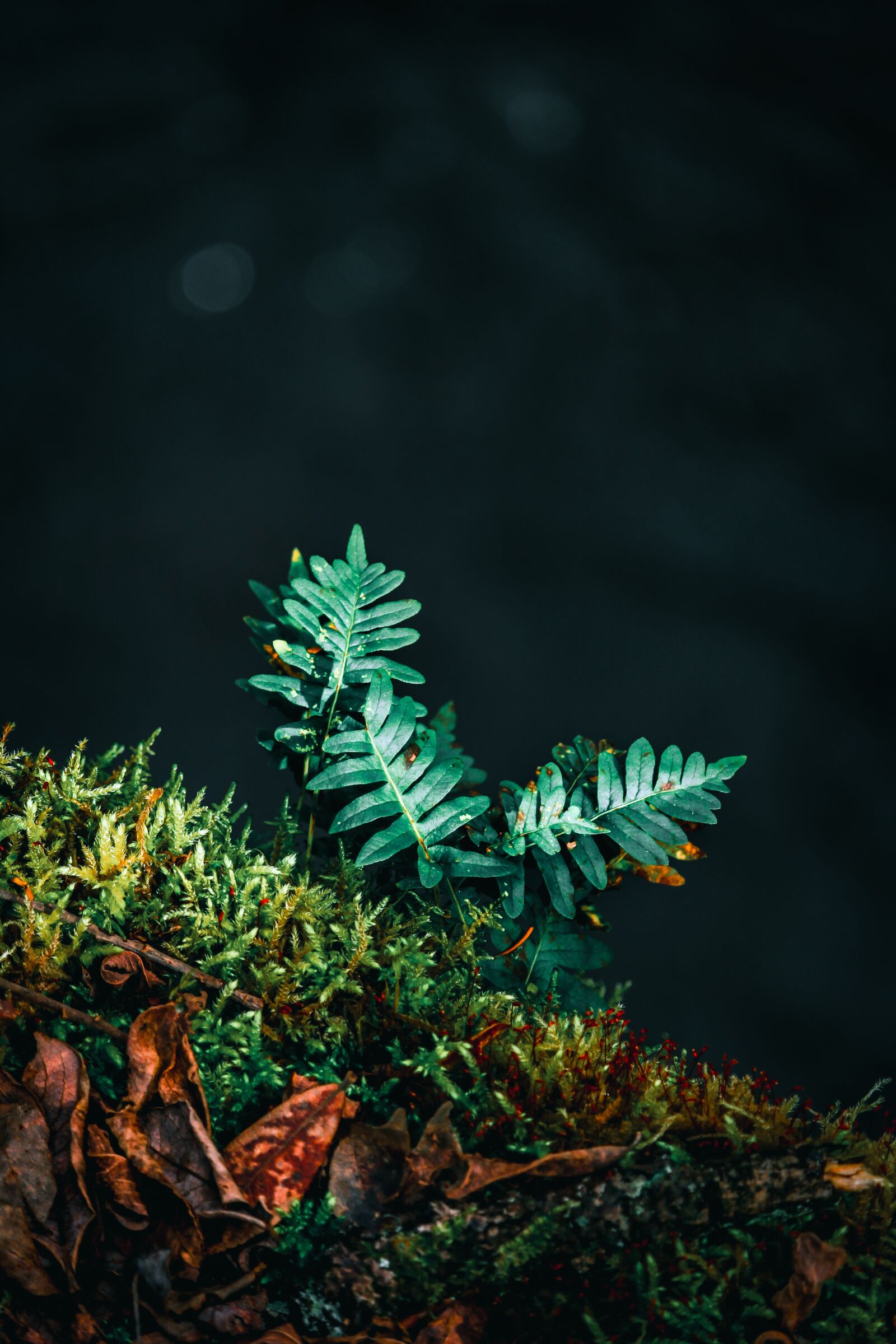 Canon EF-S 55-250mm F4-5.6 IS STM sample photo. Fern, nature, river photography
