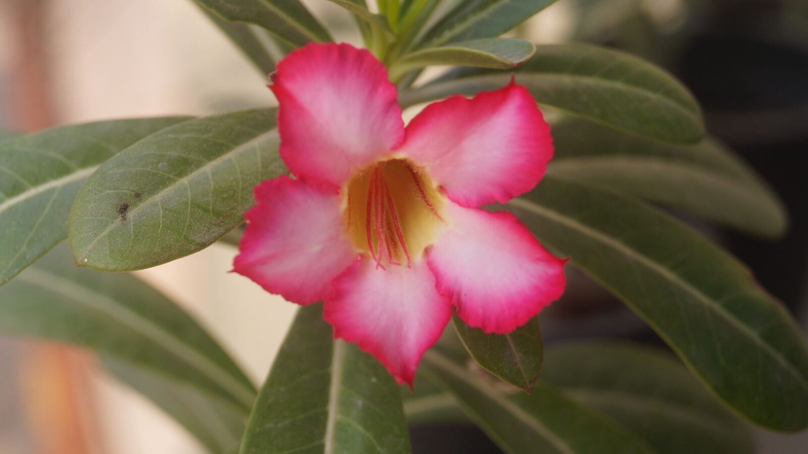 Sony DT 18-55mm F3.5-5.6 SAM II sample photo. Flower, nature, garden photography