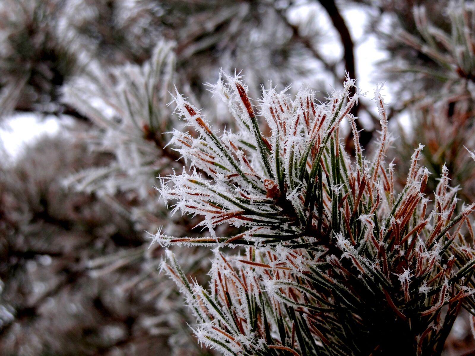 Sony Cyber-shot DSC-HX100V sample photo. Needles, leann, nature photography