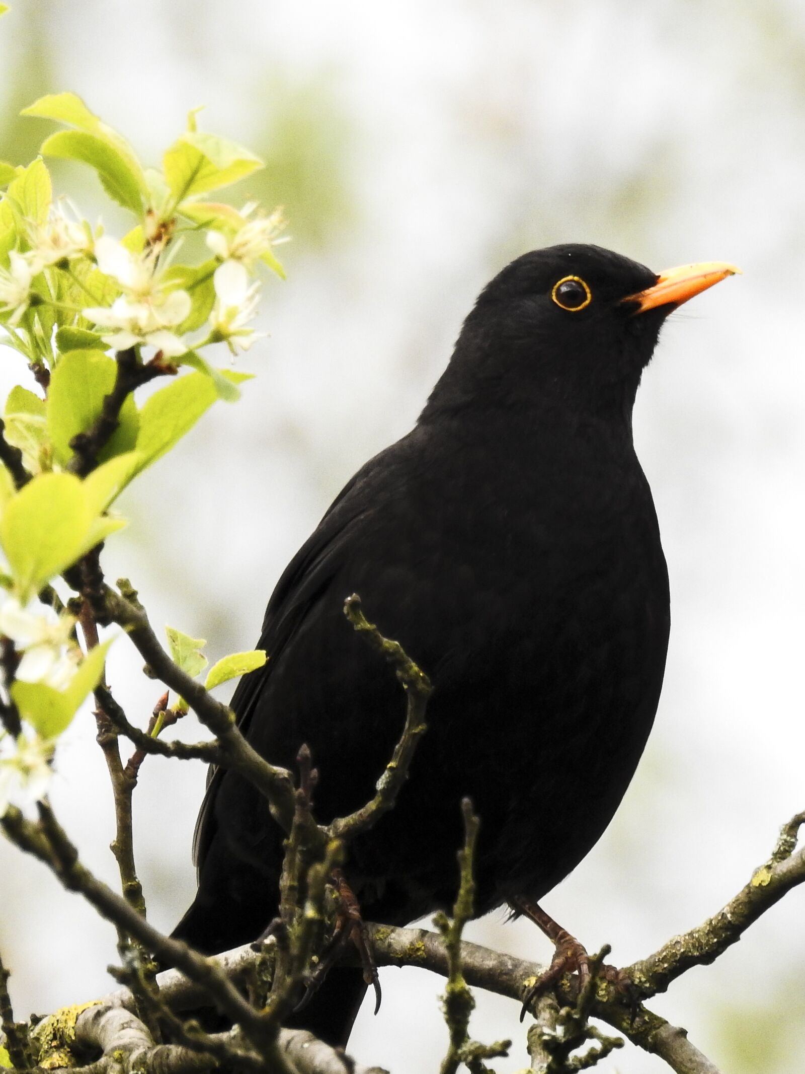 Nikon Coolpix P900 sample photo. Blackbird, bird, songbird photography