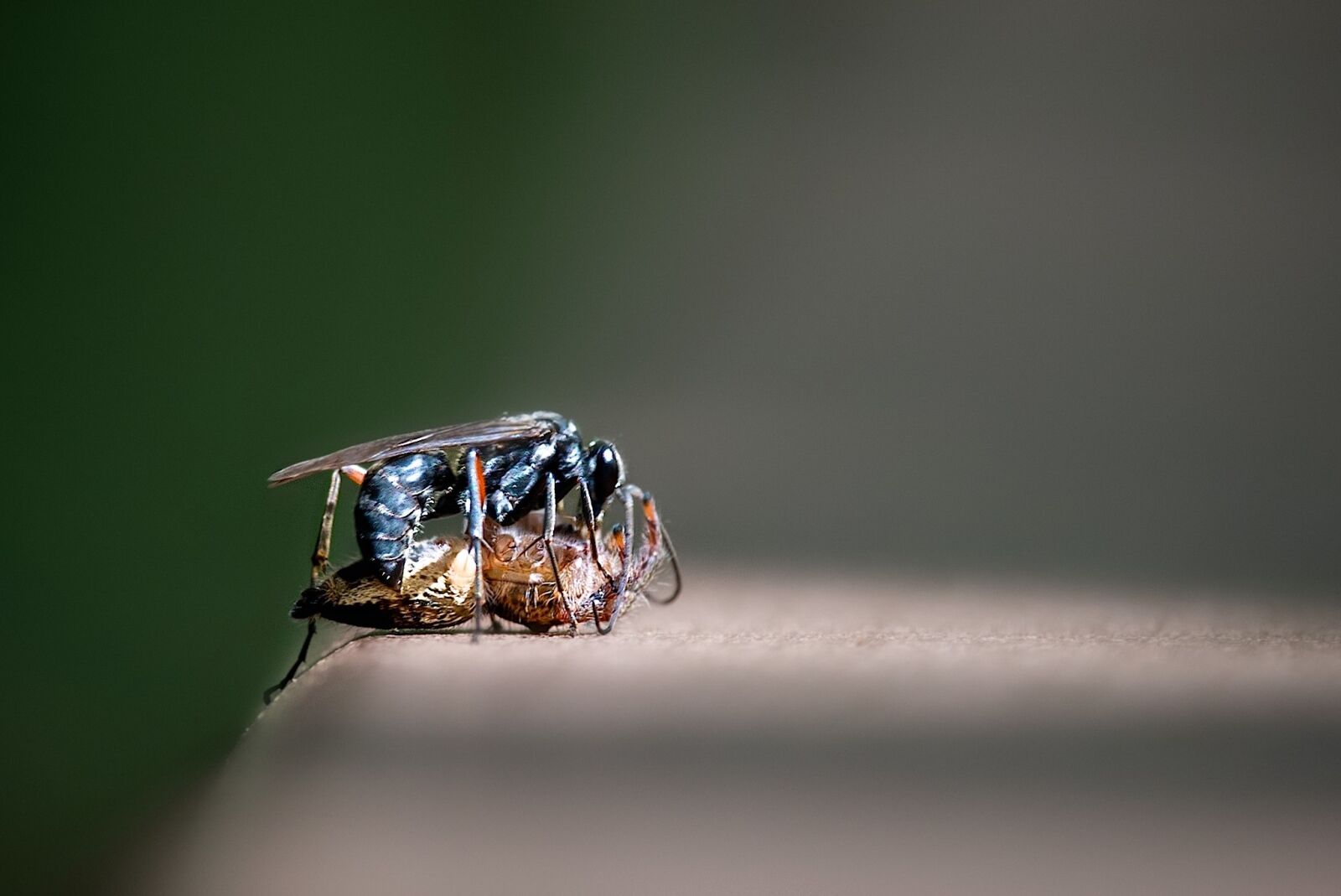 Nikon D750 sample photo. Nature, fight, insect photography