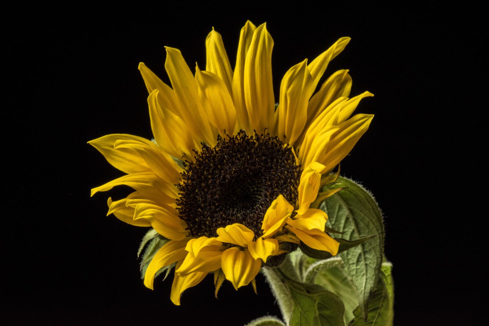 Nikon D5600 sample photo. Nature, flower, plant photography