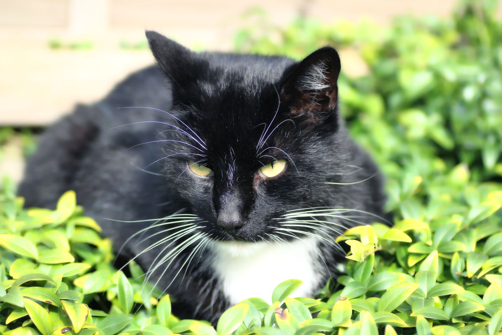 Tamron SP 90mm F2.8 Di VC USD 1:1 Macro sample photo. Cat, domestic cat, pet photography