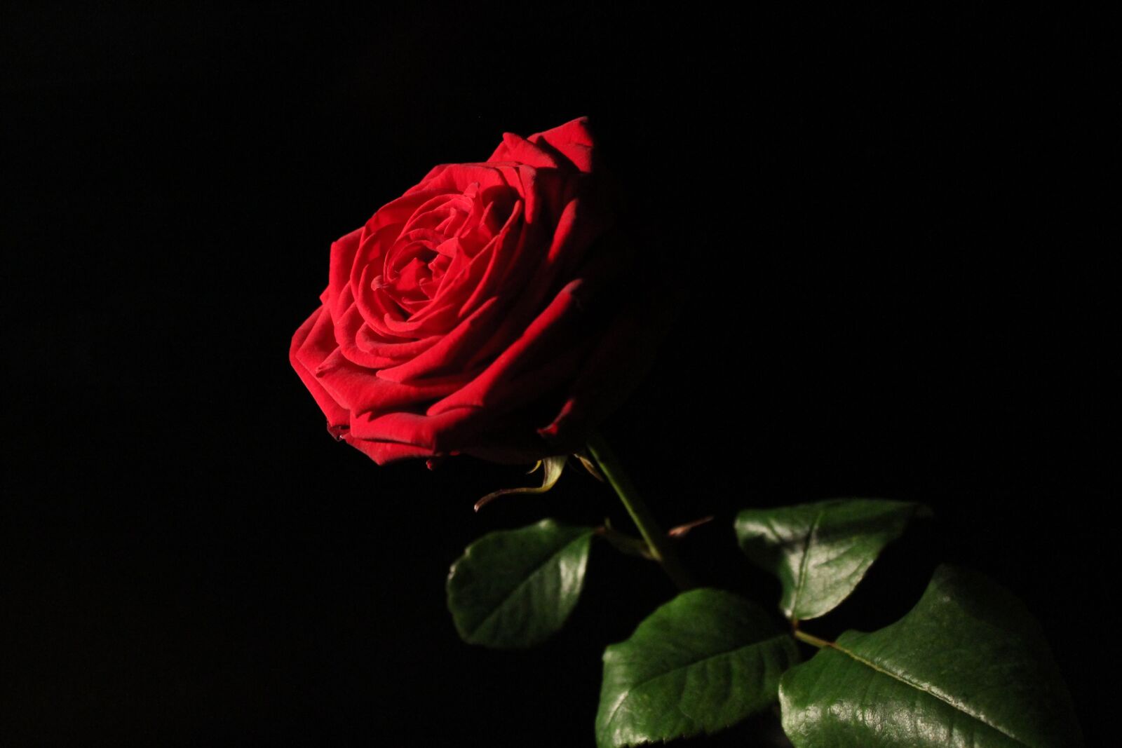 Canon EOS 1100D (EOS Rebel T3 / EOS Kiss X50) sample photo. Red-naomi, red rose, rose photography
