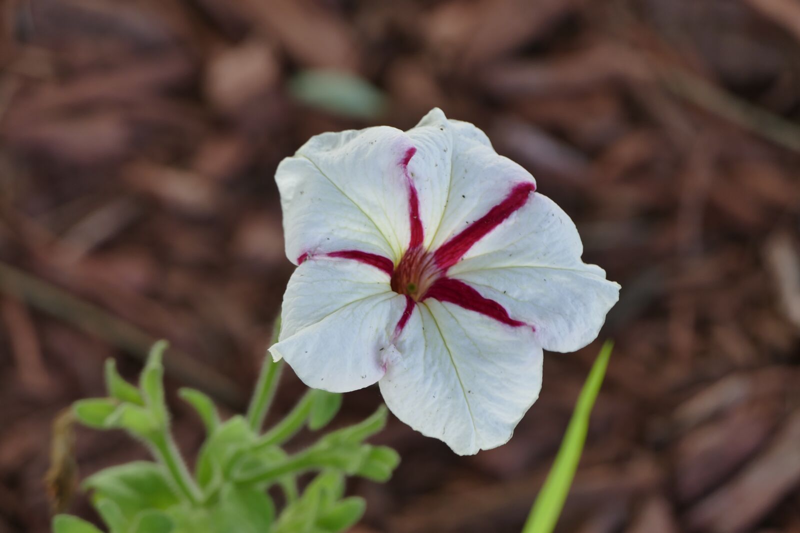 Panasonic Lumix DMC-FZ1000 sample photo. Flower, garden, pansy photography