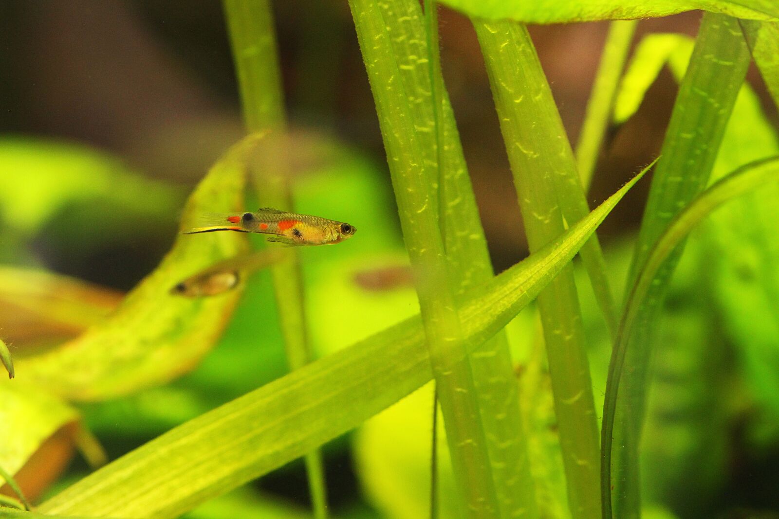 Canon EOS 700D (EOS Rebel T5i / EOS Kiss X7i) sample photo. Fish, aquarium, underwater photography