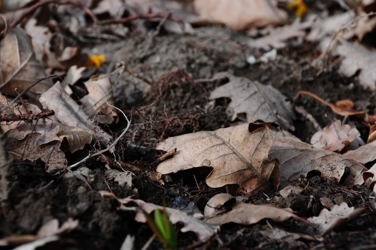 Nikon D300S sample photo. Leaf, dead, fall photography