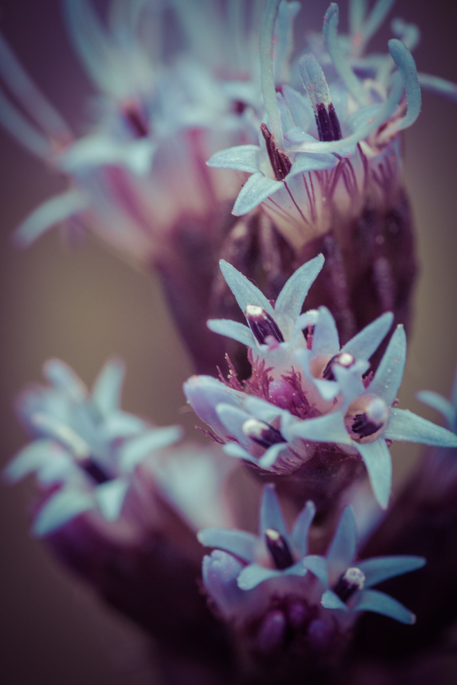 Canon EOS 70D sample photo. Liatris spicata, splendor notch photography