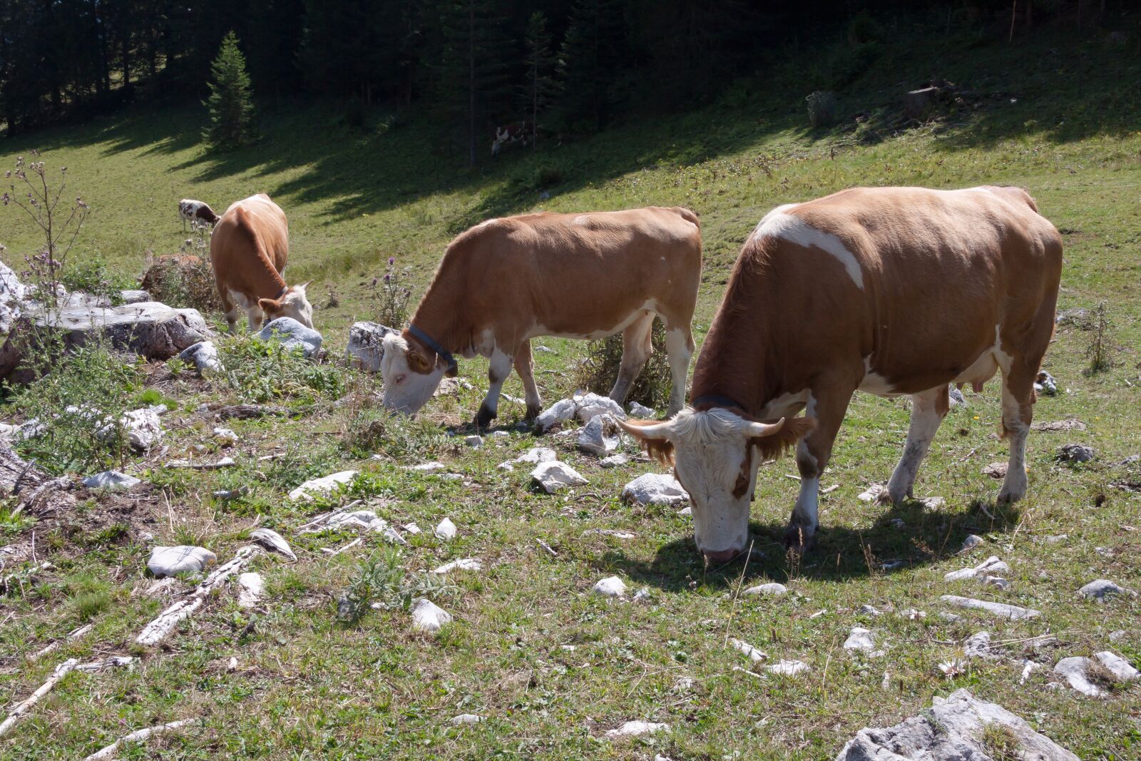 Canon EF-S 17-85mm F4-5.6 IS USM sample photo. Beef, jungrind, calf photography