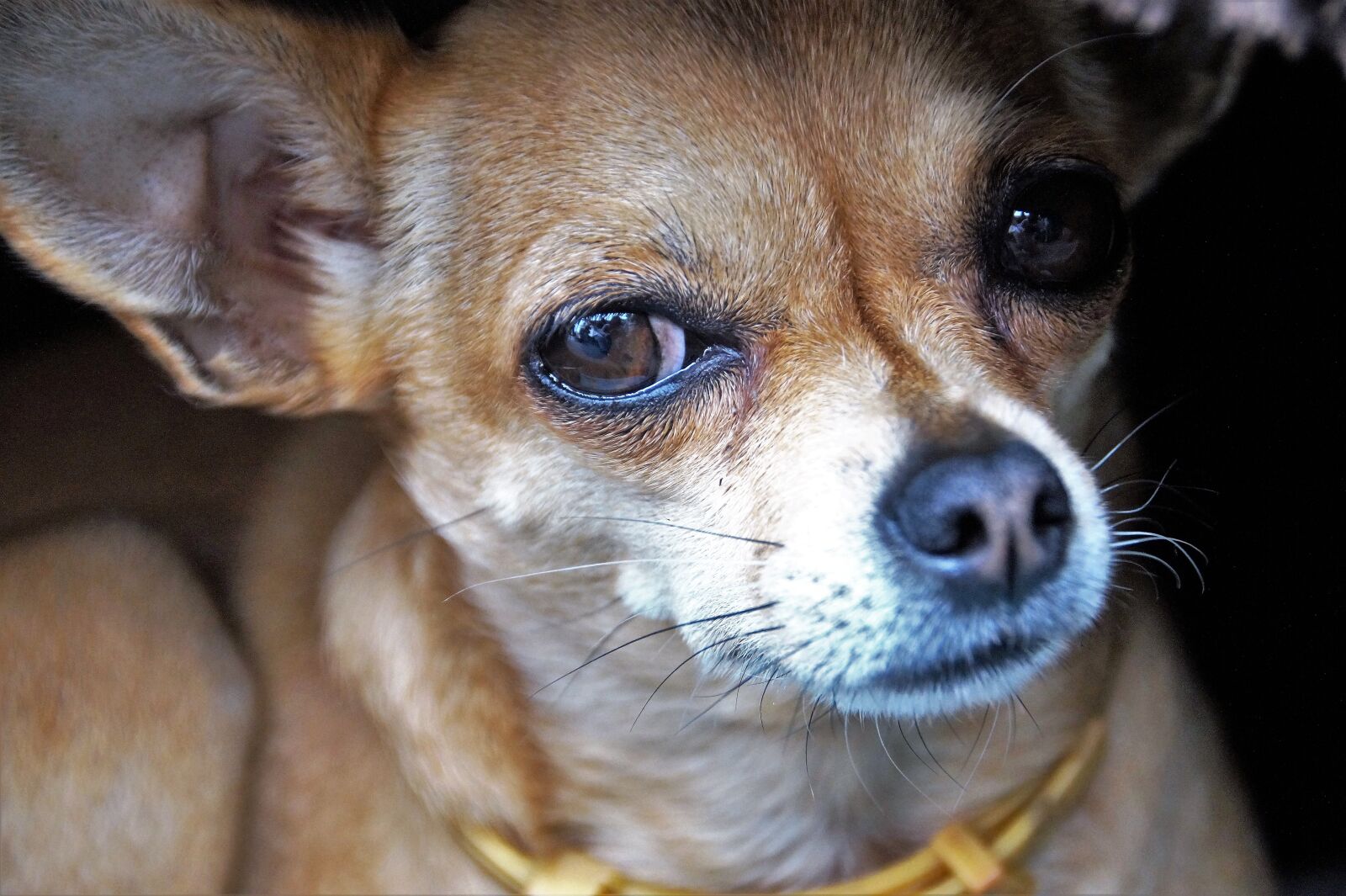 Sony SLT-A58 sample photo. Dog, chihuahua, dog eyes photography