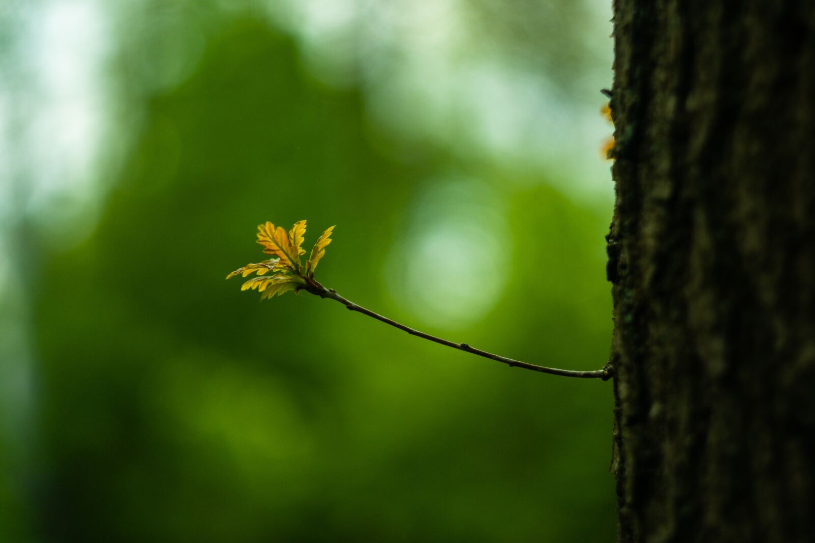 Fujifilm X-T3 sample photo. Spring, tree, nature photography