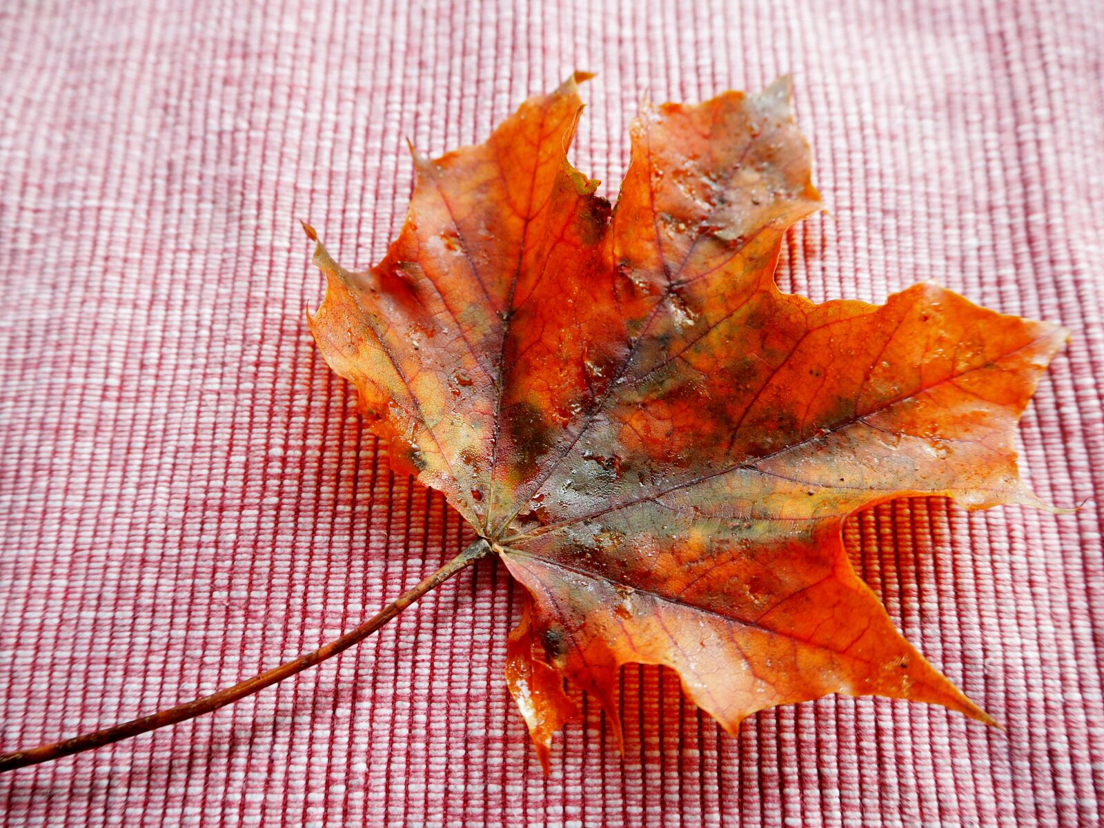 Olympus OM-D E-M10 sample photo. Leaf, autumn, leaves photography